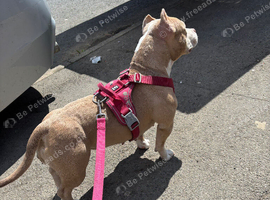 Female Pocket Bully