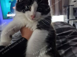 12 week old Mainecoon x