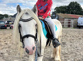 Super safe family friend / show pony