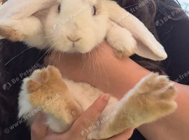 Two male french lop giants