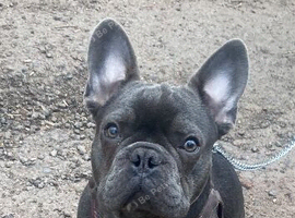 French bulldog male