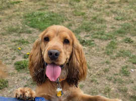 Cocker spaniel stud