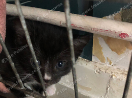 Kitten black white little grey