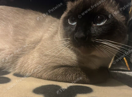 Simease cat