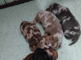 Miniature dacshunds