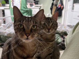 Cats for rehome