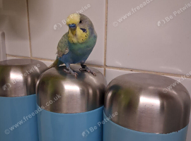 Budgies