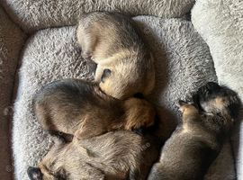 4 Healthy Border Terrier puppies