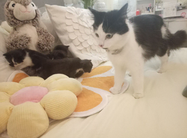 Kittens