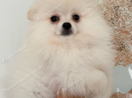 SNOW WIHTE POMERANIAN FOR SALE