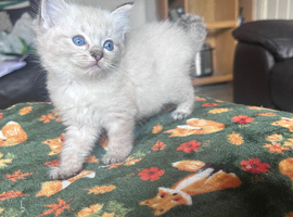 FEMALE RAGDOLLS
