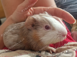2 x Young Male Baby Guinea Pigs for sale