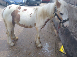 White and red colt stallion