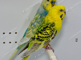 Mutation Pair of Budgies For Sale