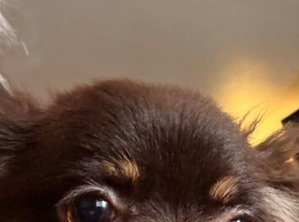 beautiful chocolate long coat female chihuahua