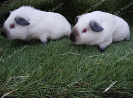 Boar guinea pigs