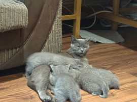 British Shorthair kittens