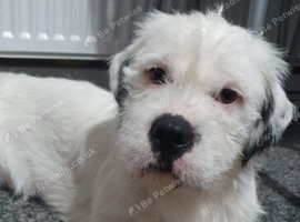 Loving family female dog