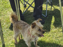 Wanted... yorkie stud dog.