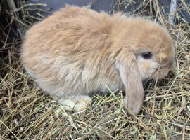 10 week old Mini lop rabbits