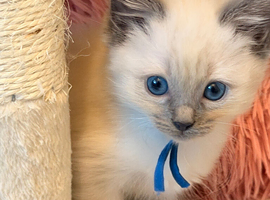 Beautiful pure breed Ragdoll kittens