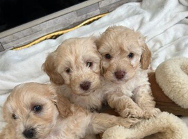 Beautiful fb1 cockerpoo puppies