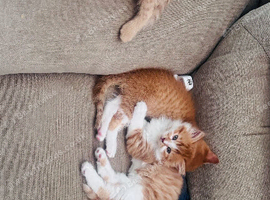 7 kitten