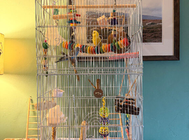 Pair of tame budgies