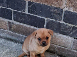 POM-A-FRUG PUPPY MALE