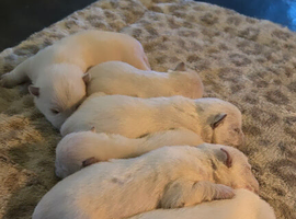 West Highland terrier puppies for sale!