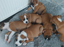 Red fox colour staffi puppies