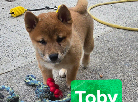 Gorgeous Shibas