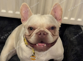 Female platinum French bulldog looking for forever home