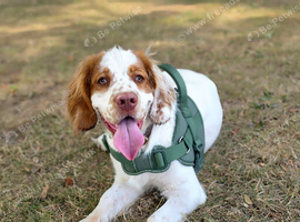 9 month old clumber spaniel