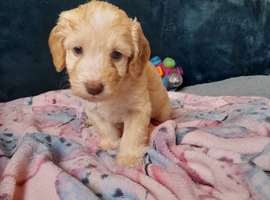 Gorgeous Cockapoo pups