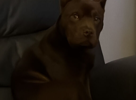 English bulldog x chow chow