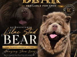 Lilac chow chow stud