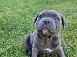 Beautiful Blue Staffy Girl &ndash; Last Puppy Available