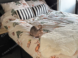 Female sphynx