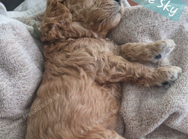 Cavapoo pups fb1