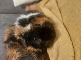 Two guinea pig boys for sale