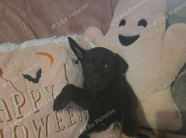 Germanshepard x staffy puppies (Ready)