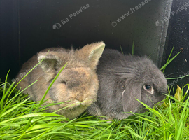 2 females for sale