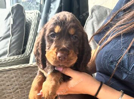 Cocker spaniel puppies