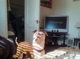 Staff cross old English bulldog kyla