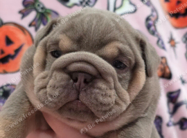British bulldog pups