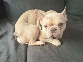 French bulldog