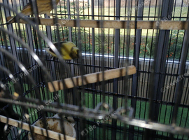 Pair of canarys