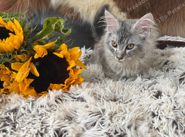 OUTSTANDING MAINE COON KITTENS