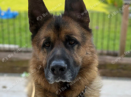 Rocco 3-Year-Old KC Registered German Shepherd
